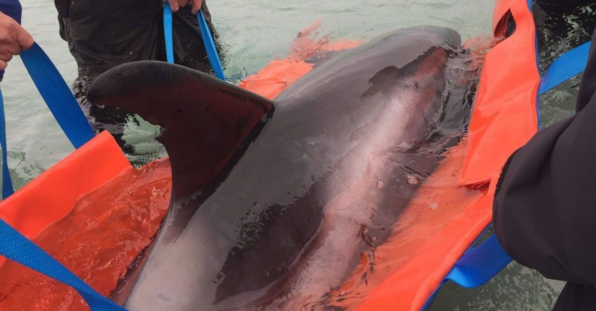 Rescue of injured dolphin ends in tragedy after hours of effort