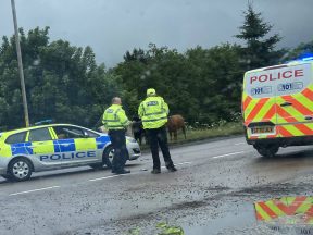 Traffic disruption after escaped cows ‘moo-ved’ from road