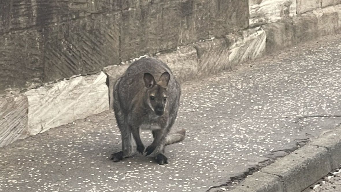 Wallaby on the loose near Carluke, South Lanarkshire.