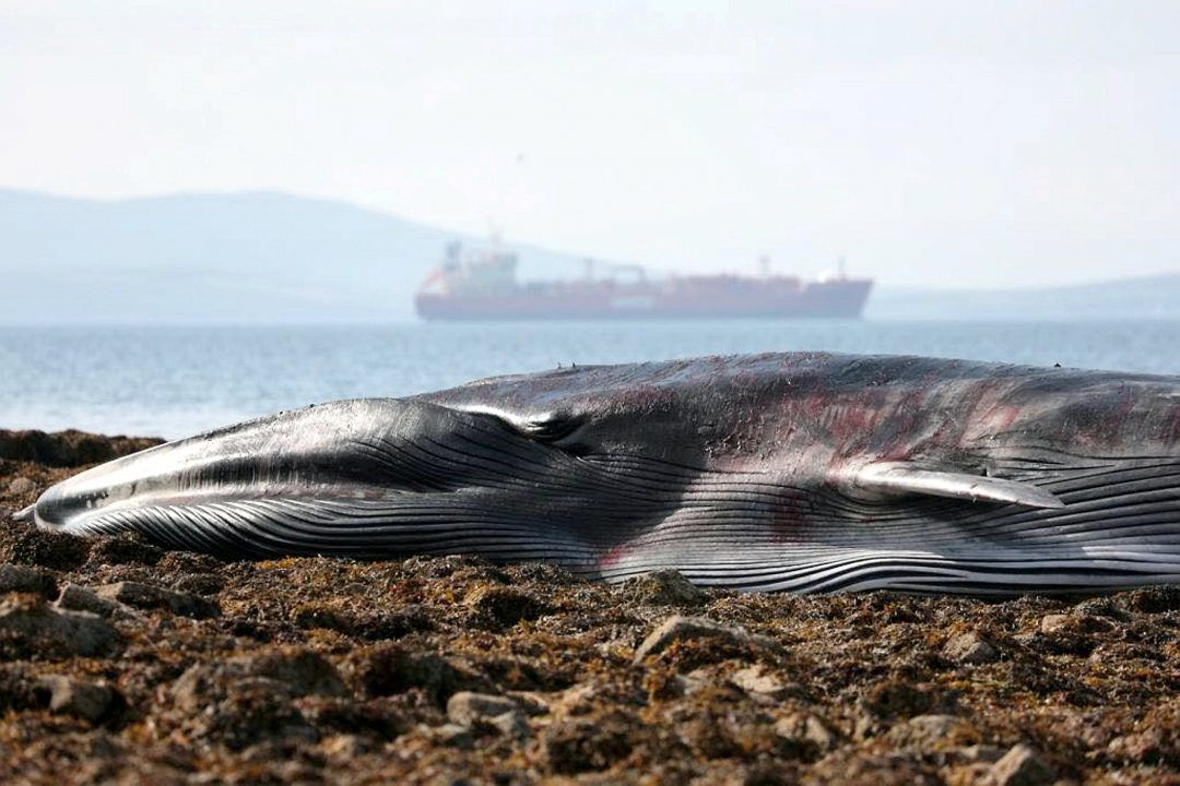 Eighteen-metre fin whale dies after washing up on beach