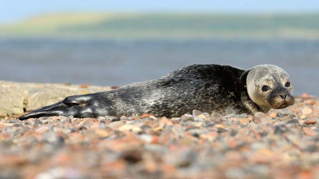 Watersport visitors warned to keep their distance from seals