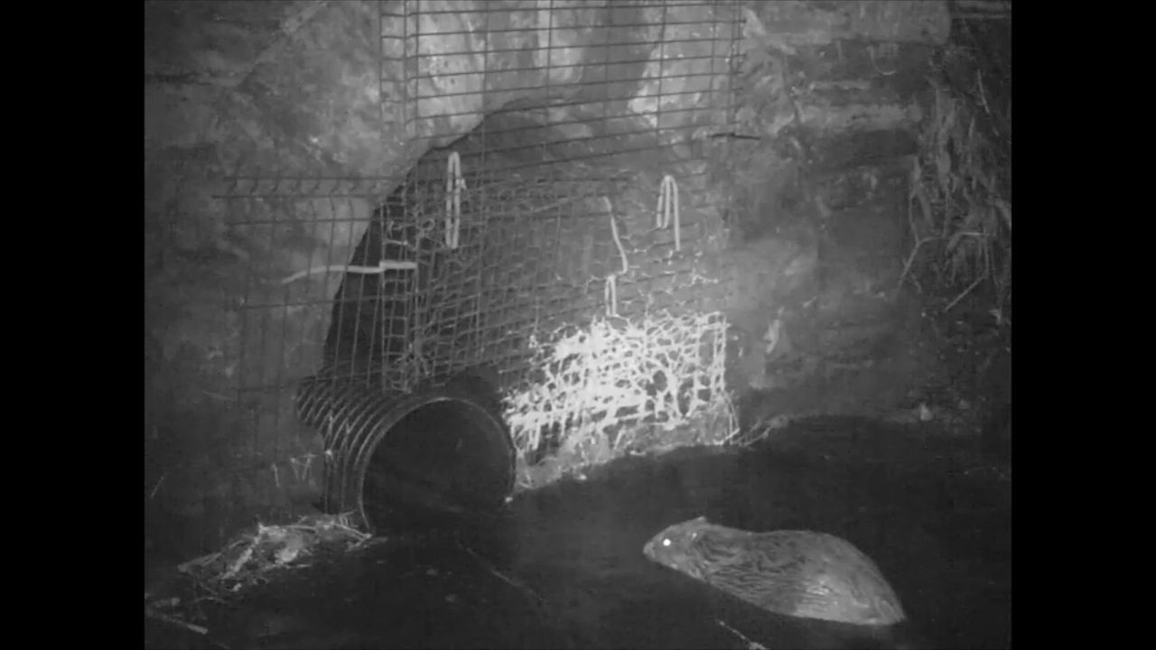 A beaver makes its way to the tunnel.