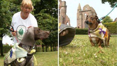 Canine Camelot: Scots town holds medieval fashion show for dogs