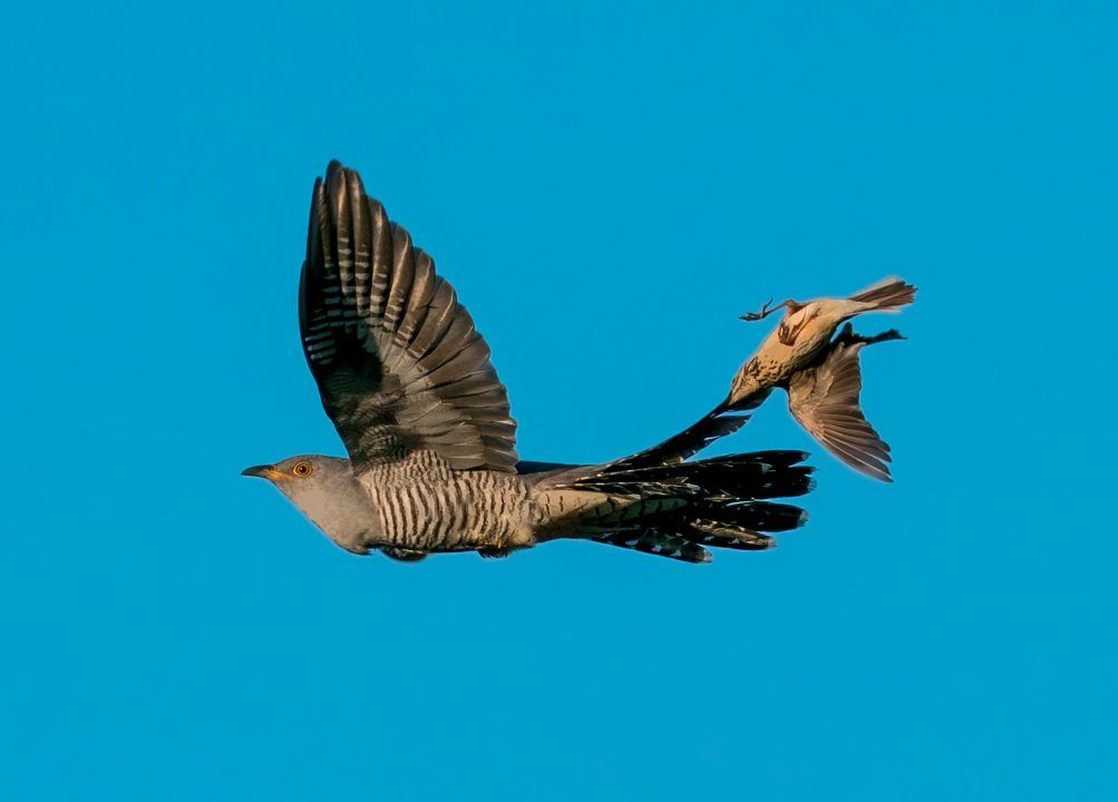 Moment pipit attacks cuckoo mid-flight in revenge bid