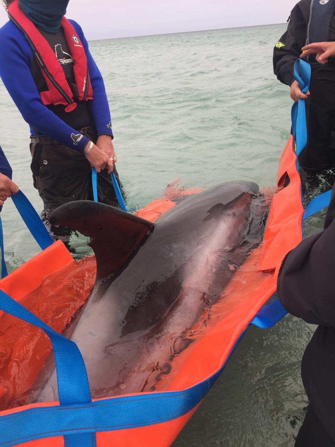 BDMLR Orkney responded to a stranded dolphin on Saturday, July 17.