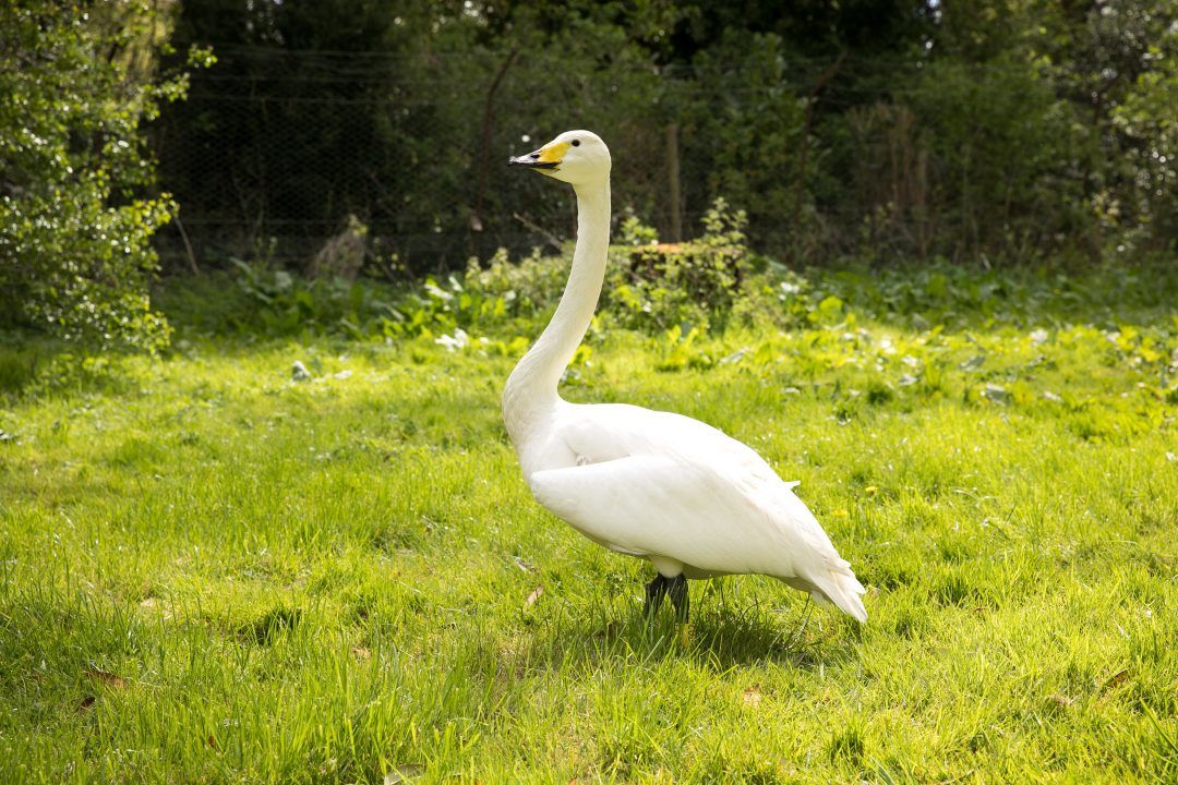 Pickles the swan, believed to be oldest in UK, dies aged 30