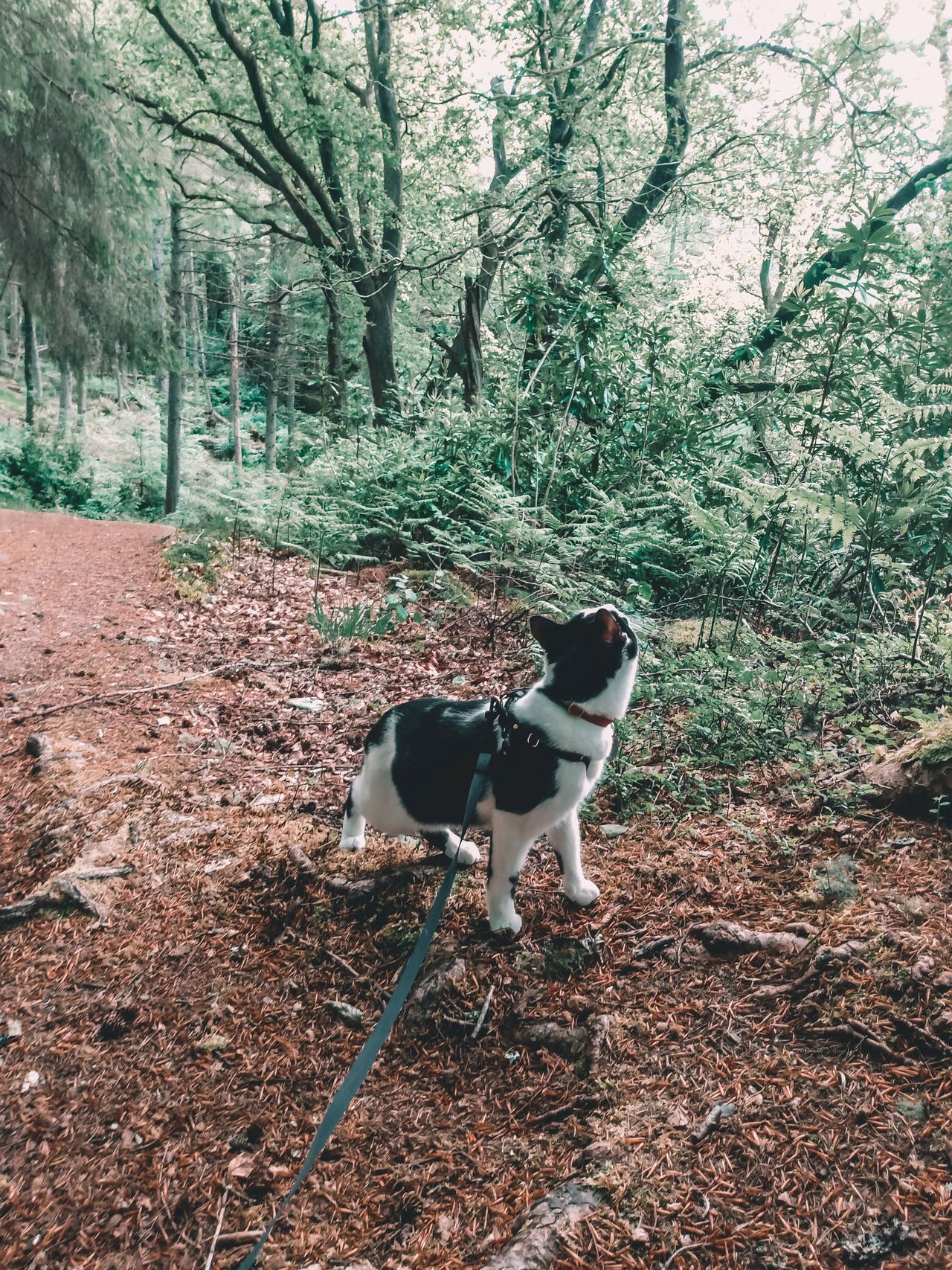 Munro stays on the lead or admires views from her owner's backpack. 