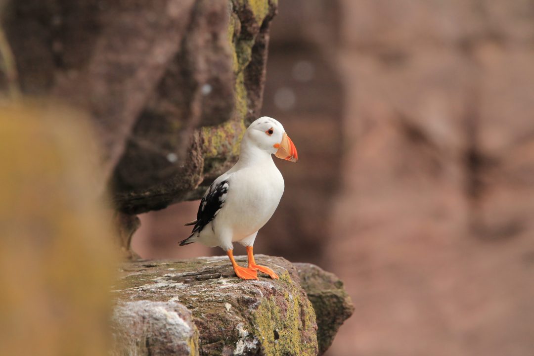 Rare white puffin spotted roaming on remote island