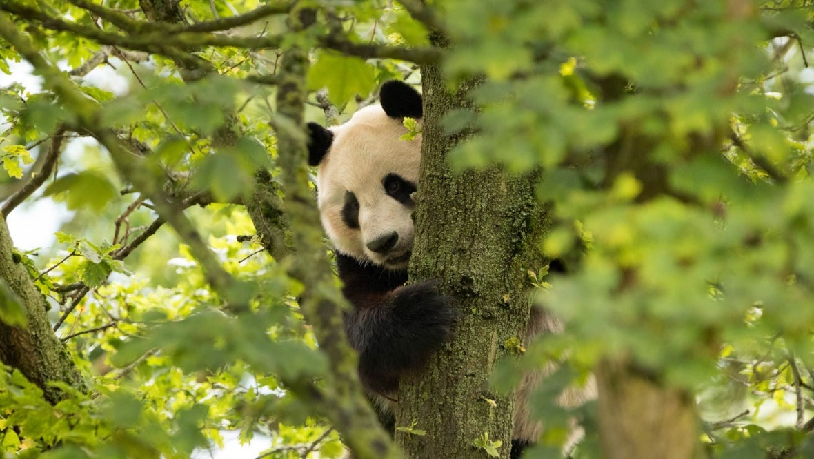 Edinburgh Zoo’s giant pandas no longer ‘endangered’ in China