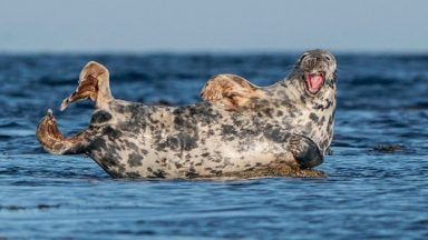 Photographer snaps ‘laughing seal’ lounging on rocks