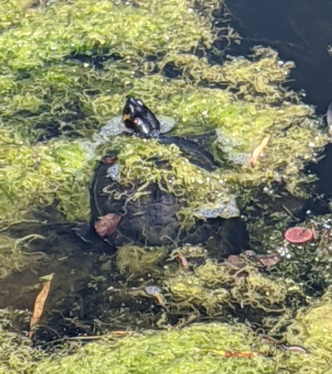 Terrapin found in the Forth and Clyde Canal.