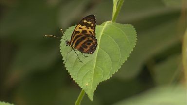 Campaigners refuse to give up on Edinburgh Butterfly World