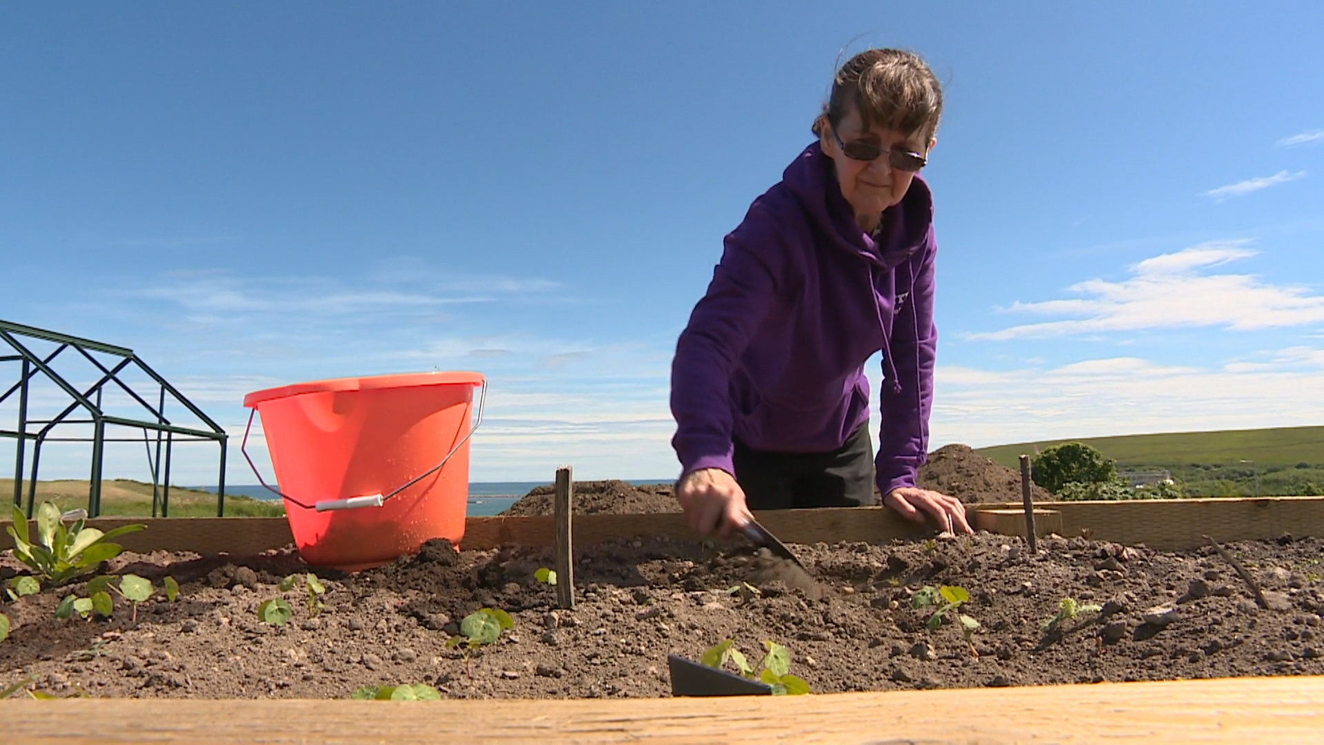 Community gardening has become popular in Aberdeen