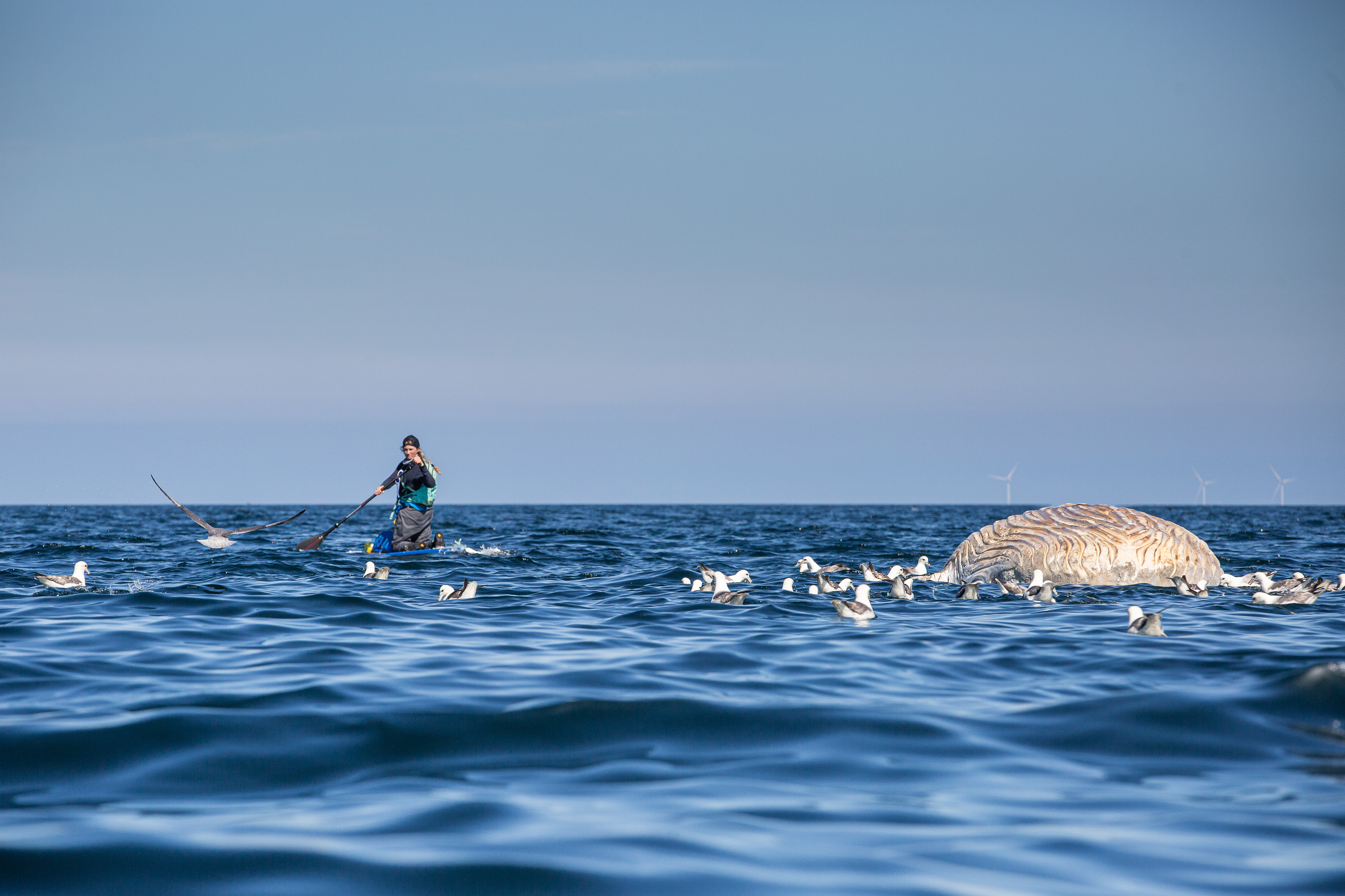 Cal Major with dead humpback whale. (James Appleton)