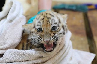 Amur tiger cub trio take first steps outside at wildlife park