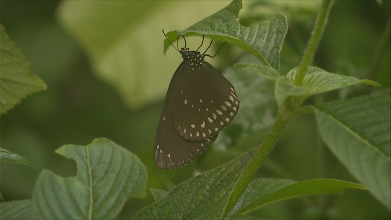 The butterflies and other creatures have already been rehomed.