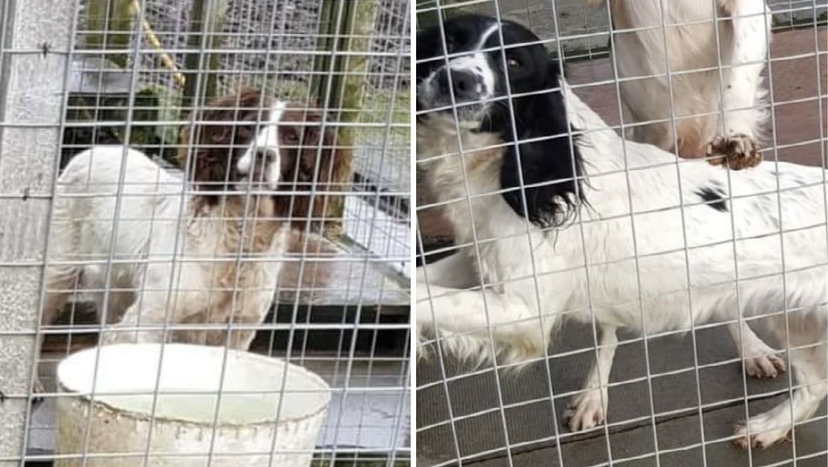 Springer spaniels Maggie, 11, and Trigger, 3.