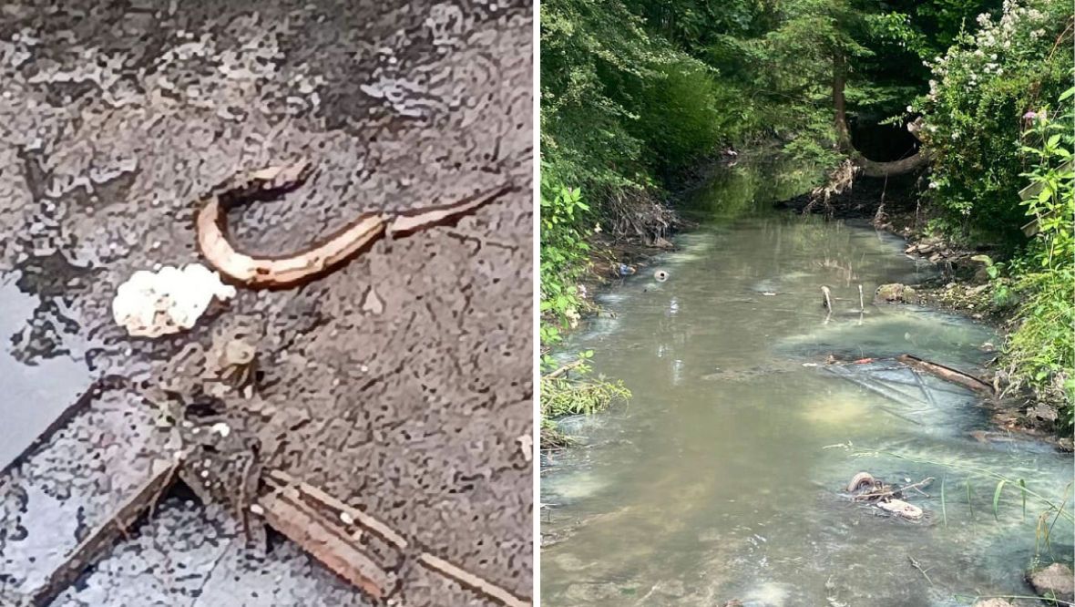 Dead fish, black water and toxic smell pollutes river