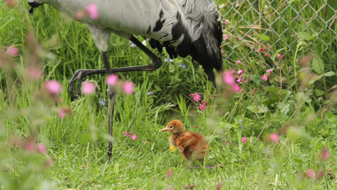 Highland Wildlife Park: The chick will become independent at around 65-days-old.