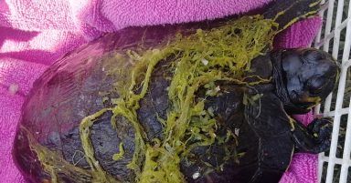 What the shell? Turtle rescued from Forth and Clyde Canal
