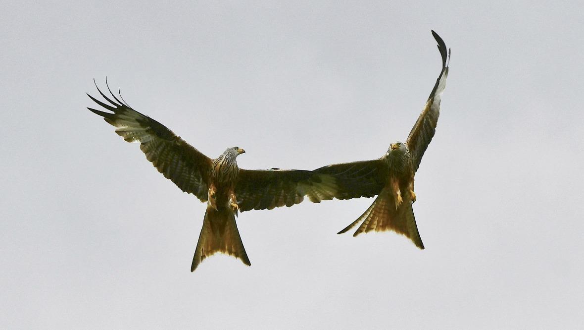 Red Kites enjoy ‘Highland fling’ as they soar in the sky