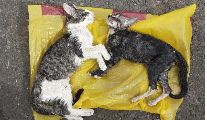 Two of the kittens did not survive after being abandoned in a zipped up cool bag.
