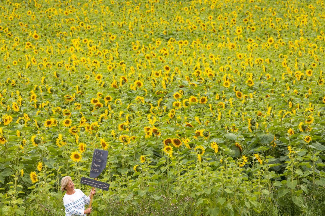 Farm with fifteen acres of sunflowers opens to visitors