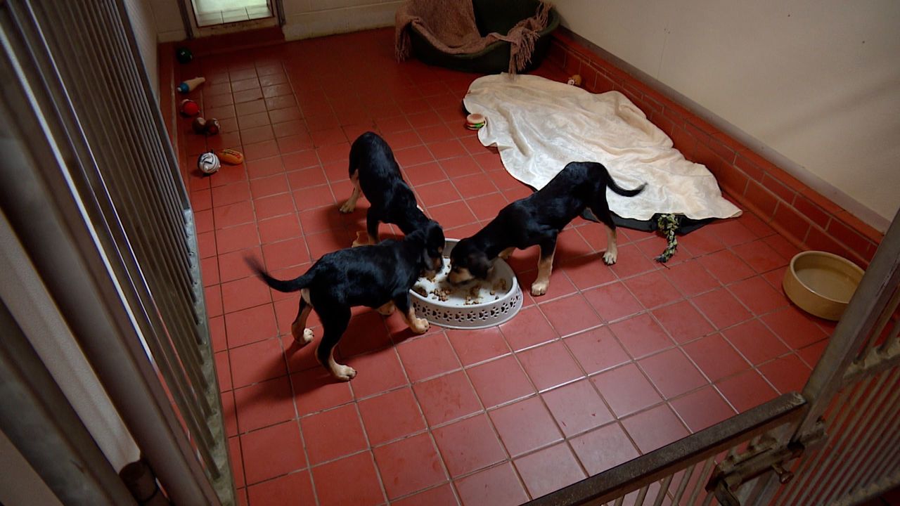 The puppies are now at an animal rehoming centre receiving the care and treatment they need.  