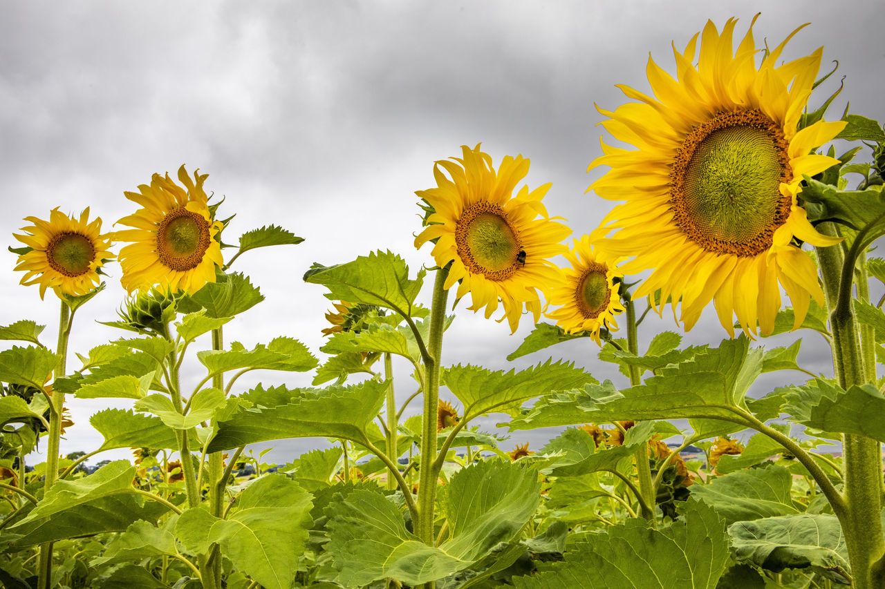Fifteen acres of sunflowers grown at Cilftonhill Farm near Kelso.