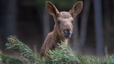 Baby European elk born at wildlife park named by keepers