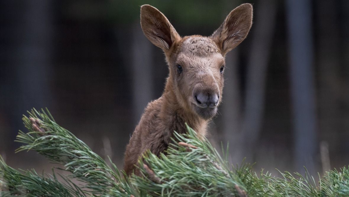 Baby European elk born at wildlife park named by keepers