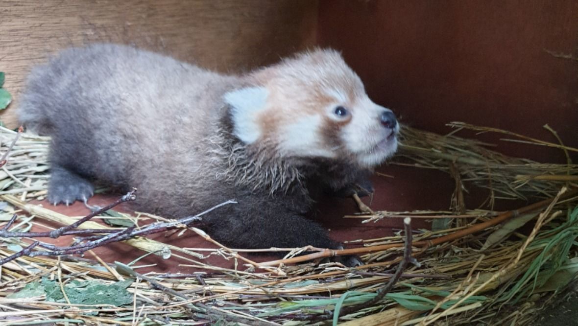 Endangered: The red panda kit will remain in the cubbing den until it grows more independent.