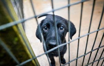 Scottish SPCA says number of owners giving up pets has tripled in a year as costs soar