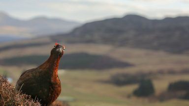 ‘Glorious Twelfth’ marks first day of grouse shooting season