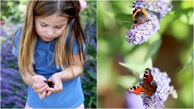 Princess Charlotte cradles insects at Big Butterfly Count