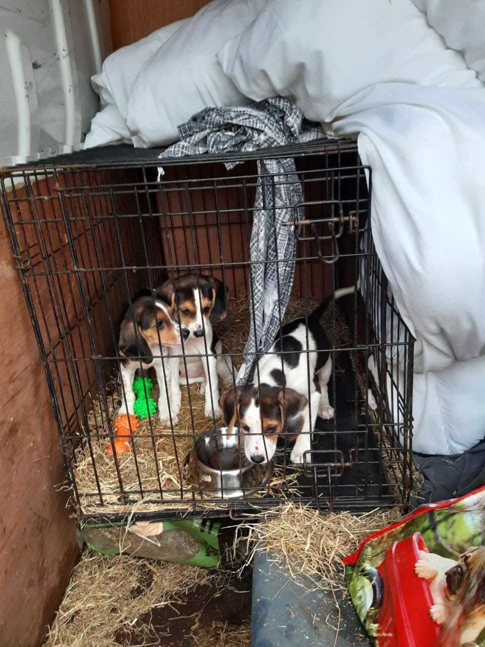 The pups were found in small cages inside the cluttered van.