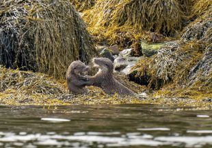 Otter pups pictured ‘wrestling each other’ in loch