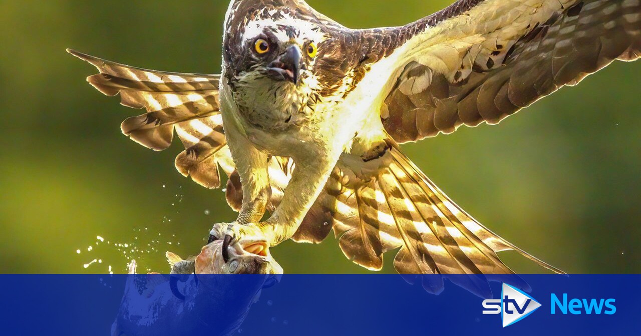 Protected osprey put down after being shot in Perthshire as police ...