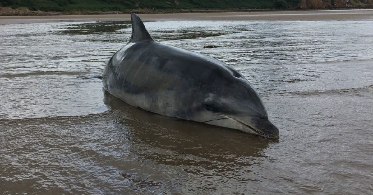 Five dolphins wash up dead after mass stranding on coast