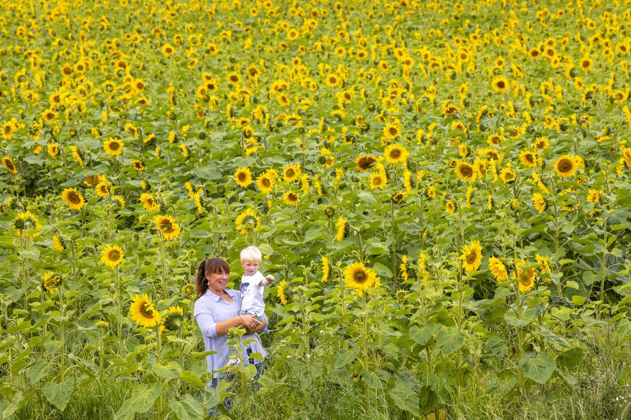 Two-year-old Oxxie Paterson with his mum Kirsty in the sunflowers field.
