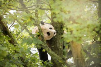 Edinburgh Zoo’s giant panda celebrates 18th birthday