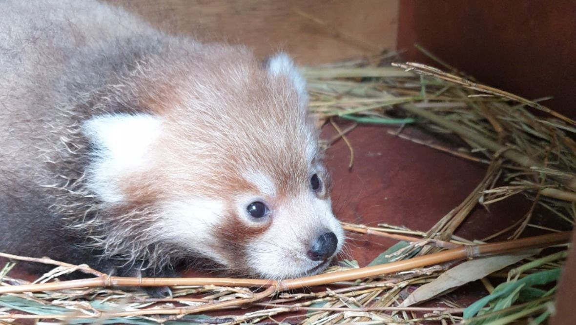 Red panda kit captured on camera at Edinburgh Zoo