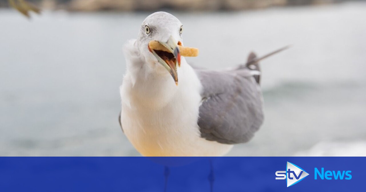 Calls for action against seagulls after woman breaks leg in bird attack ...