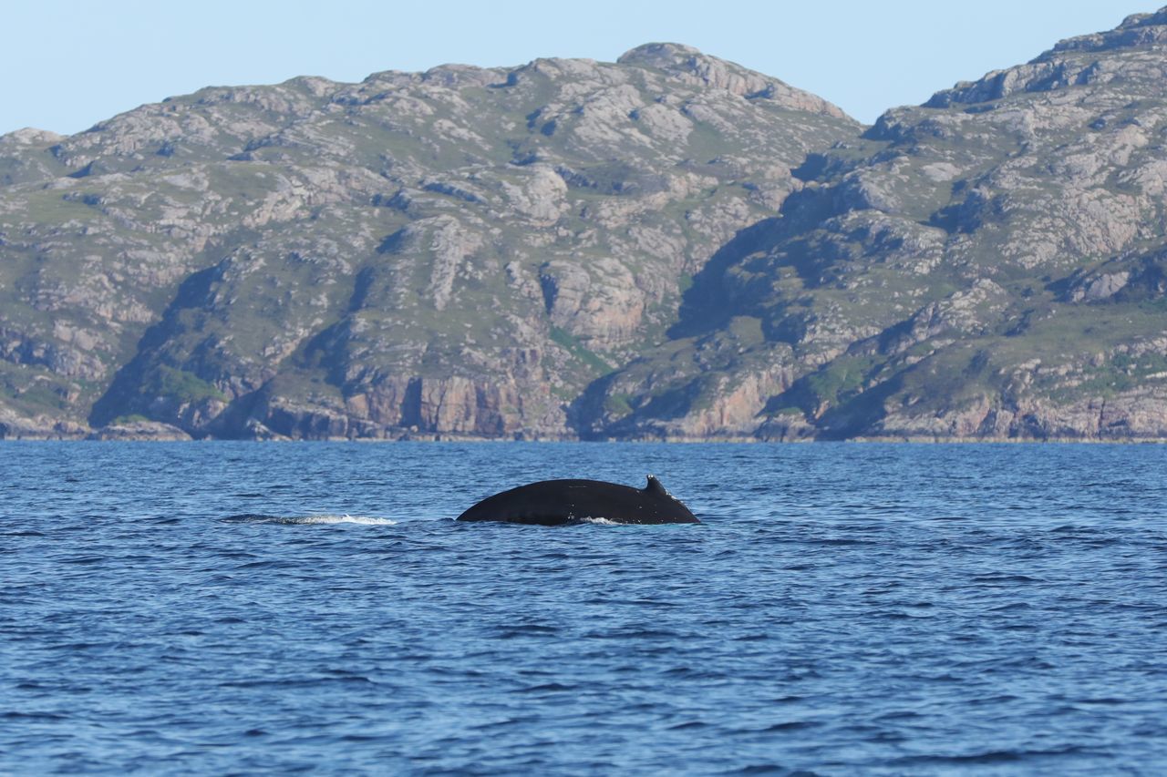 This is the third time Barney has been seen in Scottish waters.