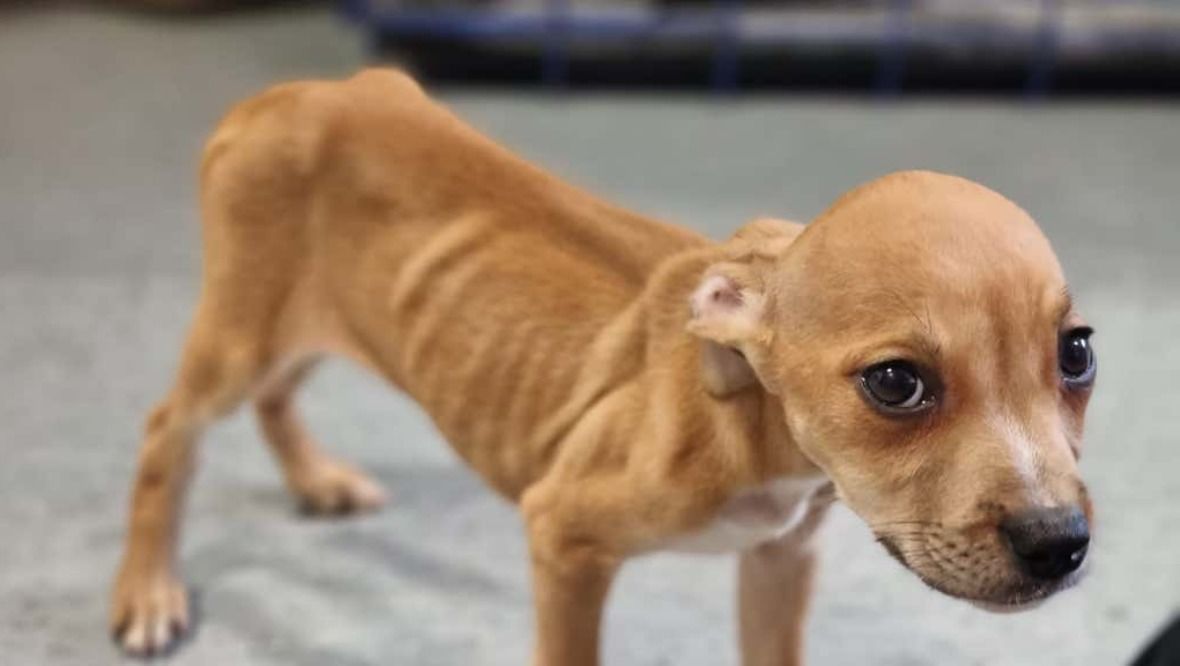 Puppy abandoned in park ‘dehydrated and in poor condition’
