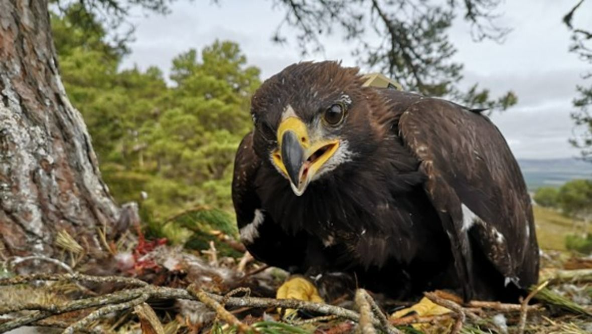 High-tech tags to give insight into lives of golden eagles