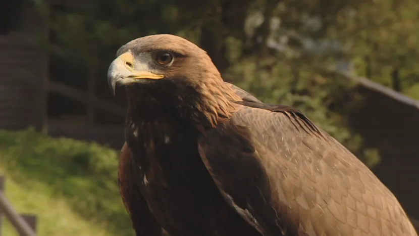 Conservation group release eight golden eagle chicks in Scotland