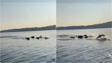 Pod of energetic dolphins show off skills alongside boat trip