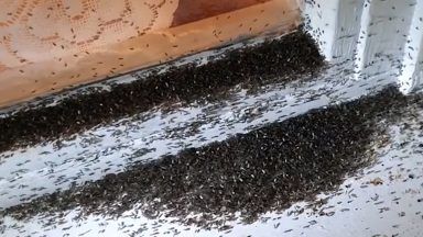 Thousands of midges swarm outside window in skin-crawling video
