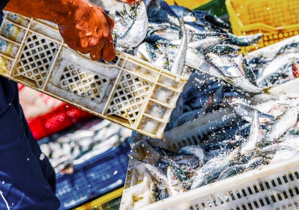 Call for action to cut climate impact of fishing industry